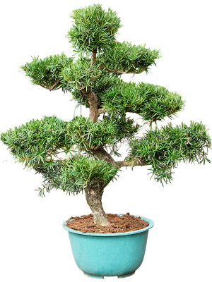Verzorgingstips Podocarpus